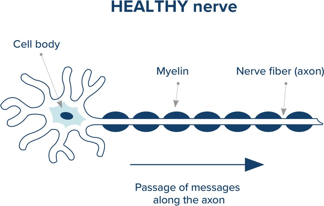 healthy nerve